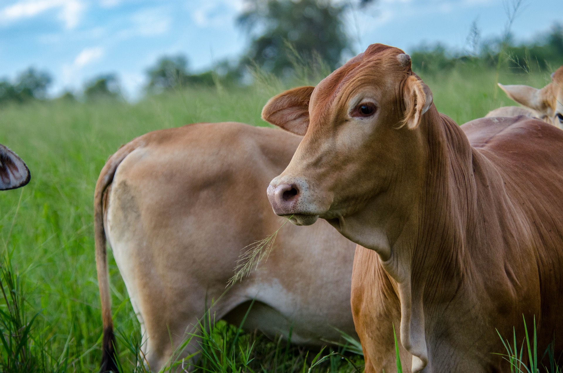 Brahman cow at Bovinos Farms Paraguay